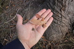 Eucalyptus latisinensis