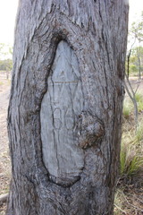 Eucalyptus latisinensis