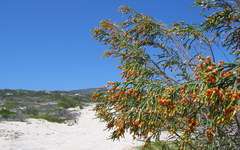 Passerina ericoides