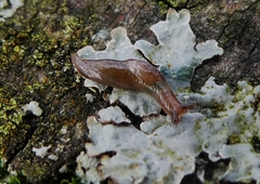 Gastropoda