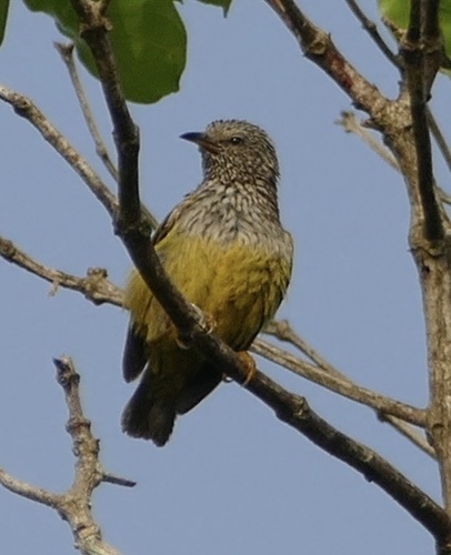 Tit Hylia (Pholidornis rushiae), photo 5