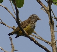 Pholidornis rushiae