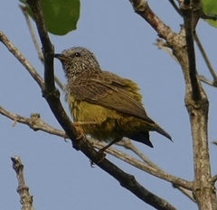 Pholidornis rushiae