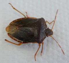 Palomena prasina