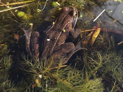 Rana amurensis