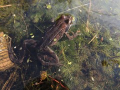 Rana amurensis