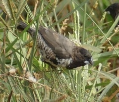 Spermestes cucullata