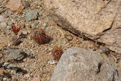 Acanthopsis disperma