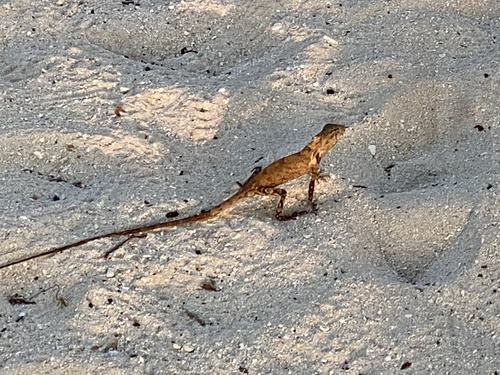 Indian Garden Lizard — seen at this dive site