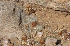 Acanthopsis disperma