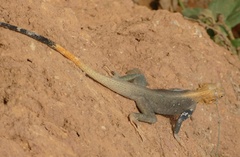 Agama picticauda