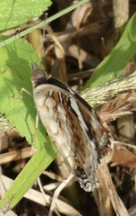 Junonia oenone oenone