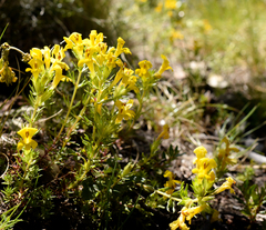 Euphrasia chrysantha