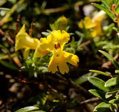 Euphrasia chrysantha