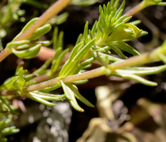 Euphrasia chrysantha