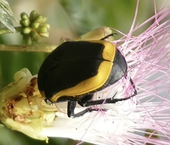 Pachnoda marginata