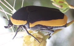 Pachnoda marginata