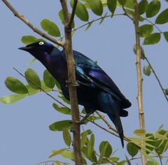 Lamprotornis splendidus