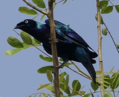 Lamprotornis splendidus