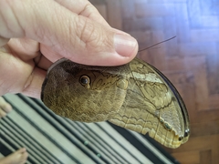 Eryphanis automedon amphimedon