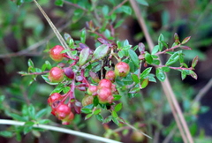 Vaccinium darrowii