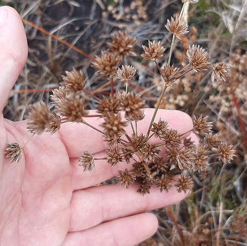 Juncus capensis (Juncus capensis)