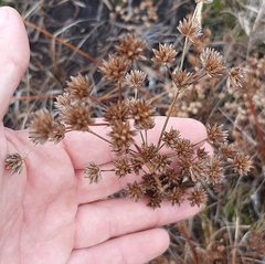 Juncus lomatophyllus