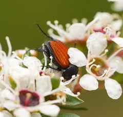 Phyllotocus rufipennis