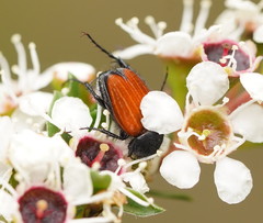 Phyllotocus rufipennis