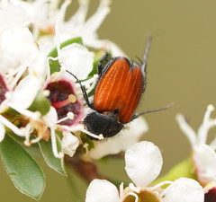 Phyllotocus rufipennis