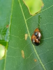 Nisotra bicolorata