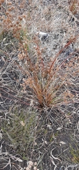 Juncus lomatophyllus