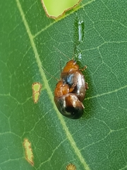 Nisotra bicolorata