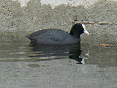 Fulica atra