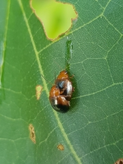 Nisotra bicolorata