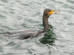 Phalacrocorax carbo