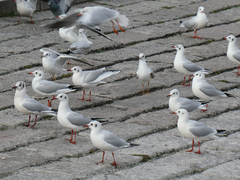 Chroicocephalus ridibundus