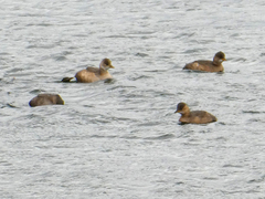 Tachybaptus ruficollis