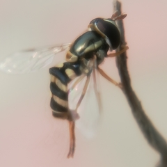 Ischiodon