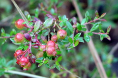 Vaccinium darrowii