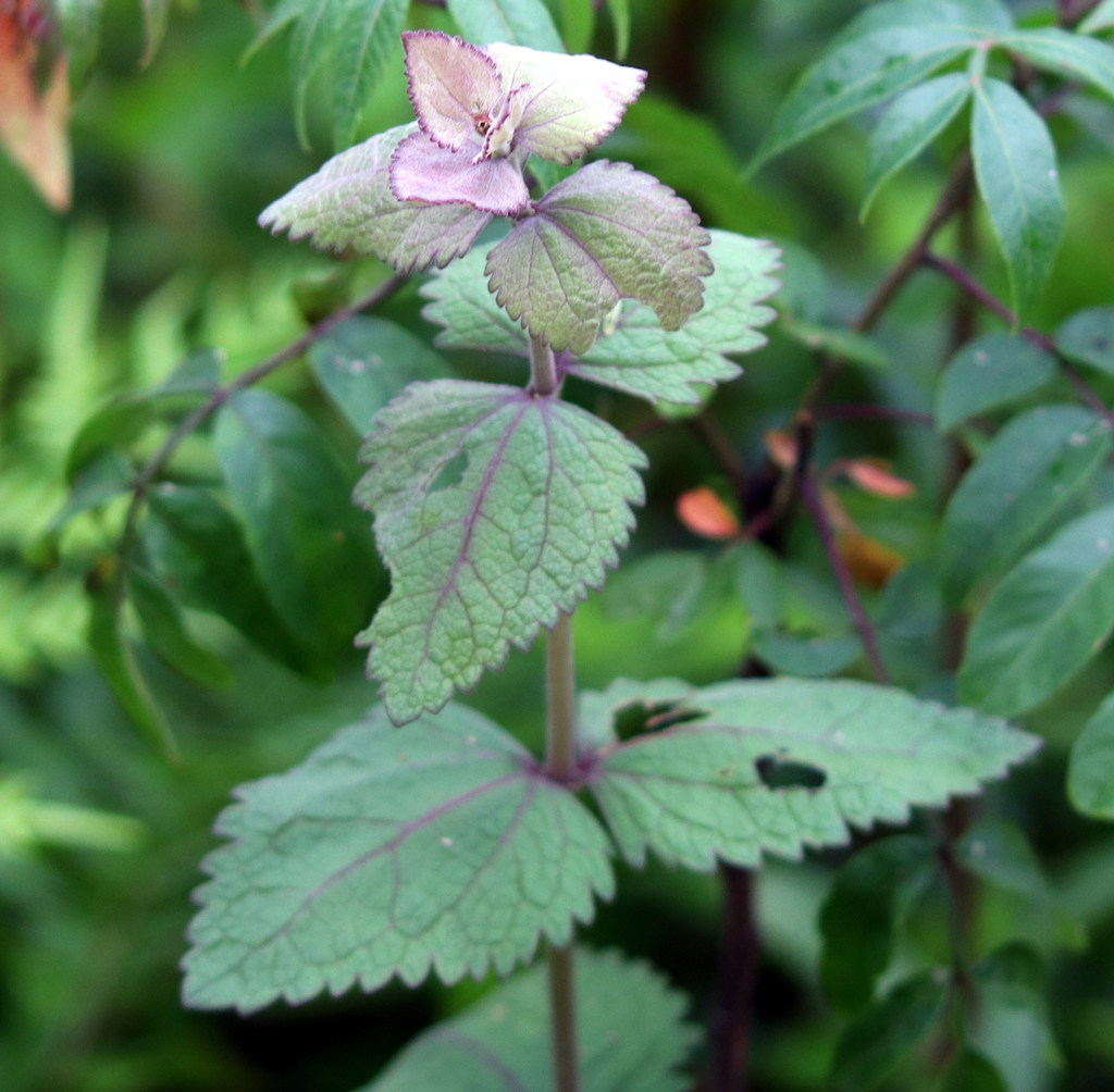 round-leaved-boneset-from-jackson-county-ms-usa-on-may-5-2018-at-05