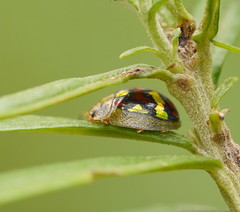 Paropsisterna gloriosa