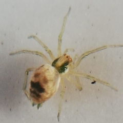 Nigma puella