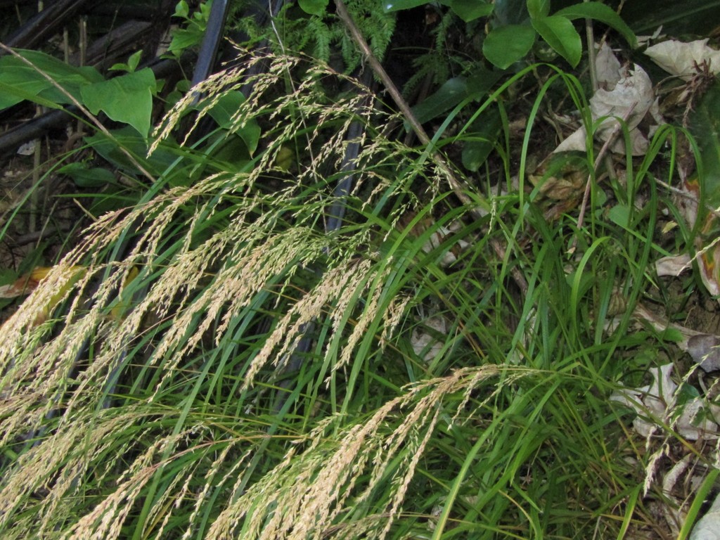 Broad-leaved poa
