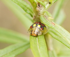 Paropsisterna gloriosa