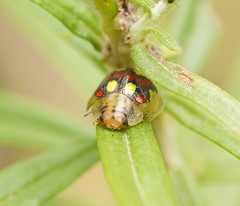 Paropsisterna gloriosa