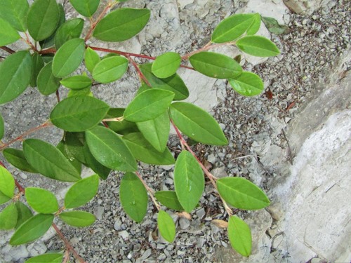 Cotoneaster glaucophyllus
