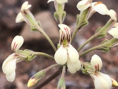 Pelargonium luteolum