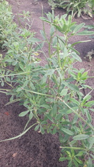 Trigonella foenum-graecum