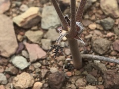 Pelargonium luteolum
